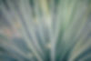 Blades of Grass