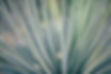 Blades of Grass