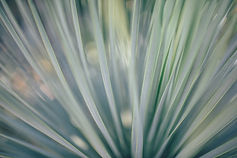 Abstract Plant Blades