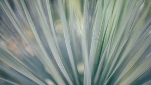 「草莽崛起(そうもうくっき)」 (文:木下カナコ)