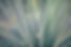 Blades of Grass