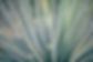 Blades of Grass