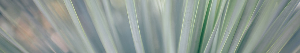 Blades of Grass