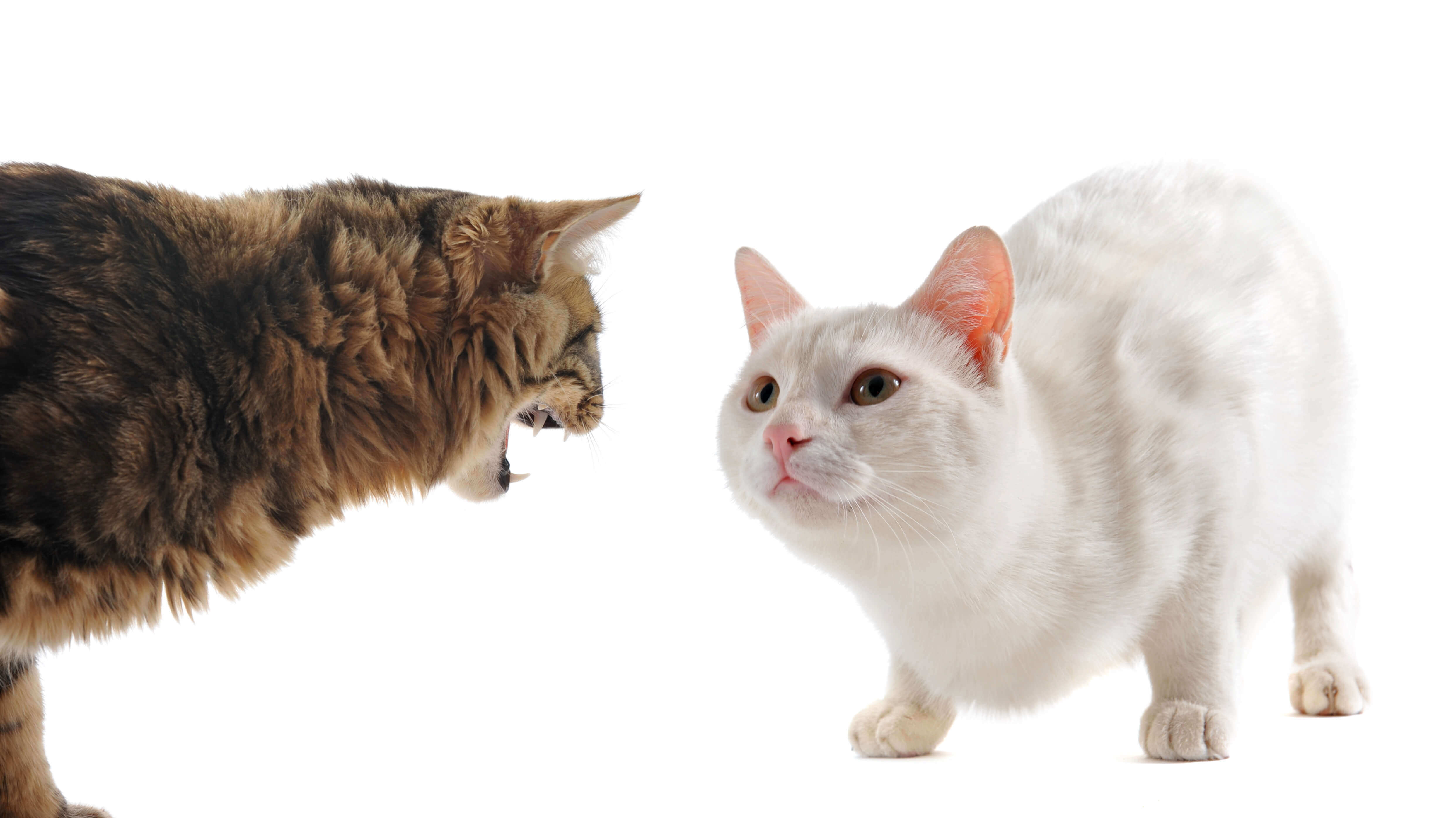 Mes Chats Se Battent Comportementaliste Specialiste Chat Paris