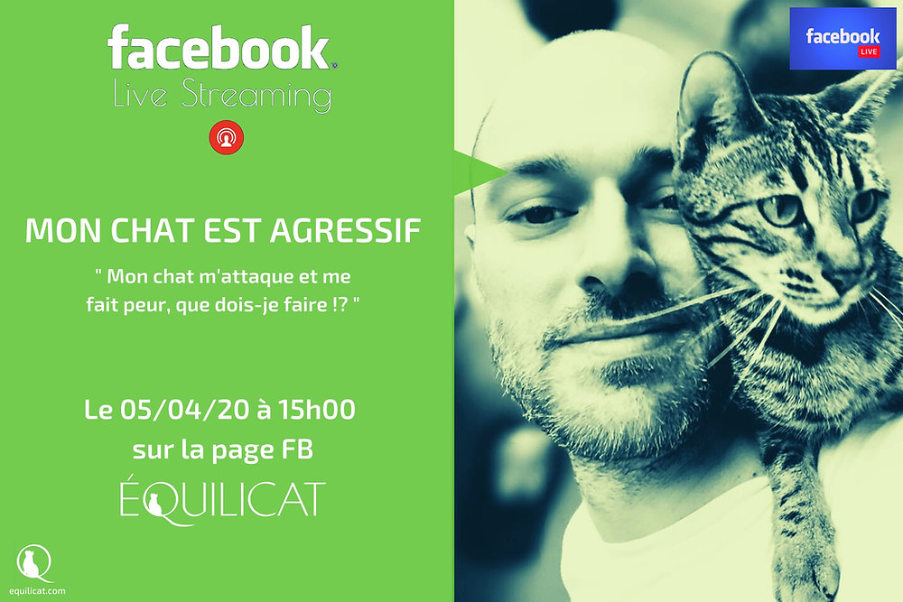 mon chat est agressif que faire