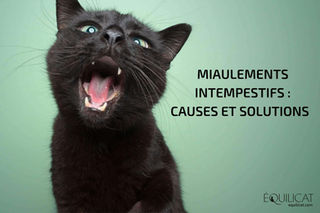 Stopper Les Miaulements Intempestifs De Votre Chat Stopper Les Miaulements Intempestifs De Votre Chat
