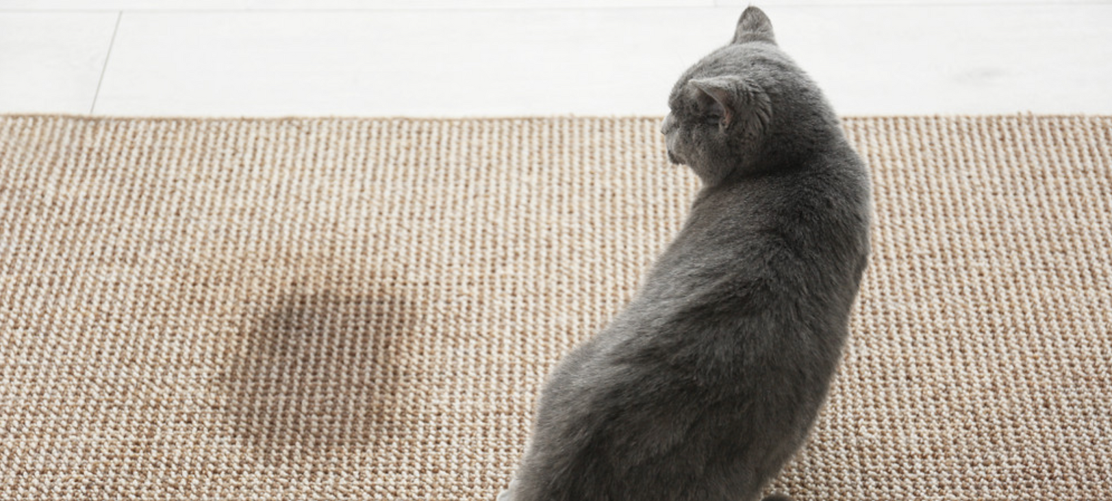 Comportementaliste, spécialiste du chat à Paris et île de France , Hugues Martinat résous les problèmes de comportement du chat: pipi du chat, agressivité et la plupart des troubles du comportement félin.
