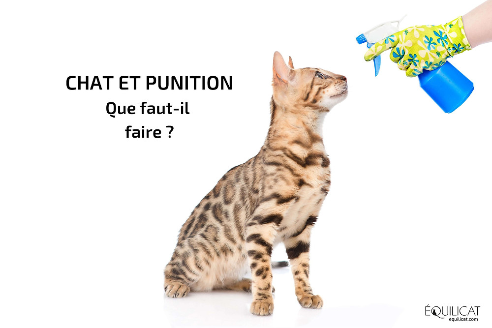 La Punition Et Le Chat Faut Il Punir Son Chat La Punition Et Le Chat Faut Il Punir Son Chat