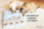 Gamelles ludiques pour chat Equilicat Comportementaliste chat