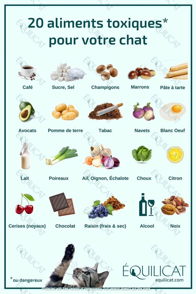 Aliments et plantes toxiques pour le chat