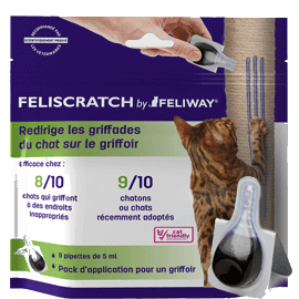 Griffades Chez Le Chat Pourquoi Mon Chat Fait Ses Griffes Partout Griffades Chez Le Chat Pourquoi Mon Chat Fait Ses Griffes Partout