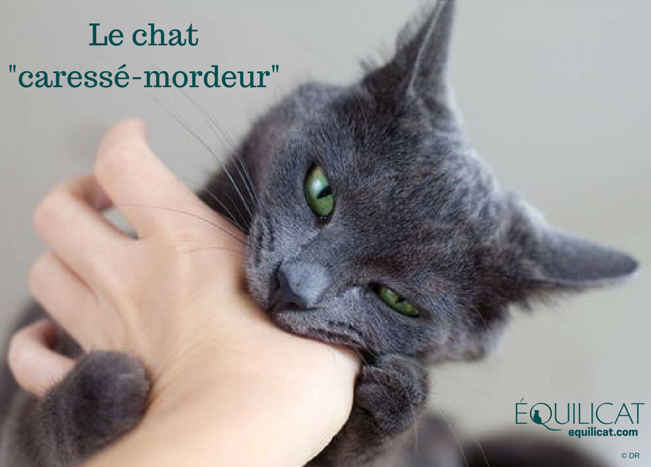 Le Chat Caresse Mordeur Le Chat Caresse Mordeur