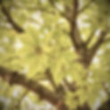 A tree background of green leaves_edited.jpg