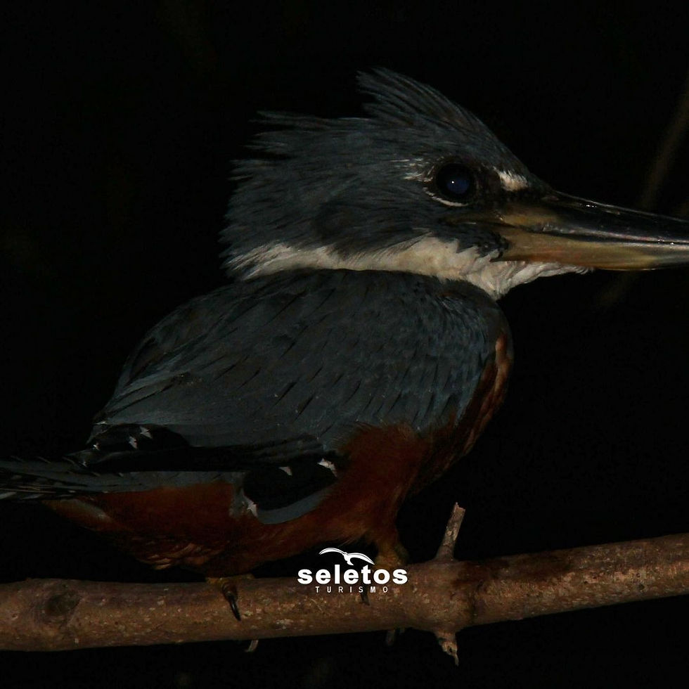 Miniatura: SAFARI NOTURNO