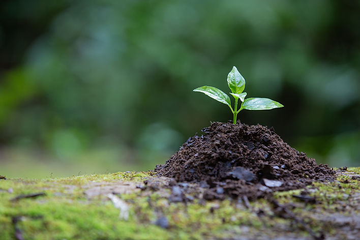 plant-growing-ground.jpg