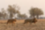 Two majestic lions, male and famale, walking through savanna
