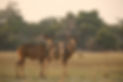 Two greater kudu antelopes in African savanna