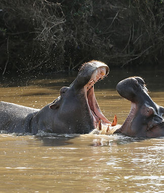 Two hippos with open mouths in water