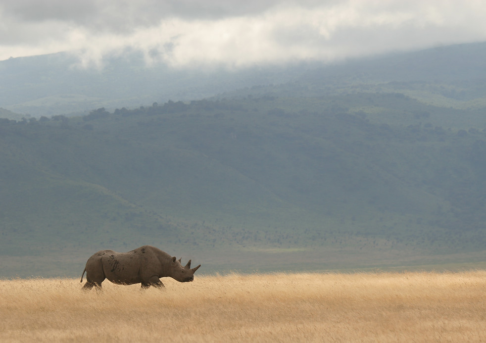 Black rhinoceros walking across golden savanna