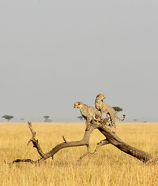 Two cheetahs perched on a dead tree in the African savanna