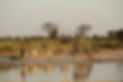 Giraffe and zebras drinking at watering hole