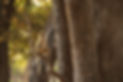 Young baboon perched on tree branch