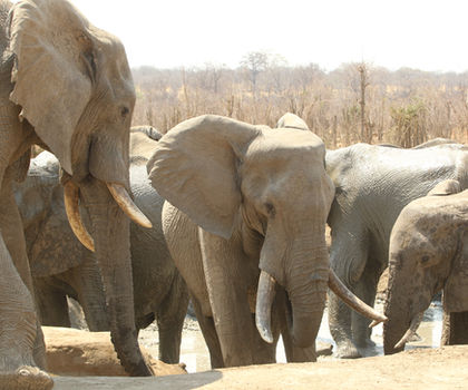 African elephants at watering hole