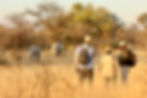 Safari guests with their guide on a walk , observing two White Rhino.