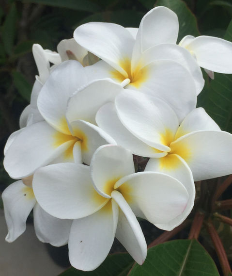 Samoa Fluff_edited.jpg