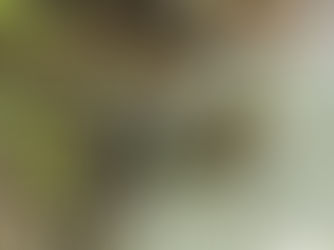 Mindfulness of the Body Scan