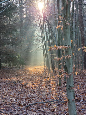 Waldlichtung mit Lichtstrahlen als Symbol für Klarheit und Orientierung