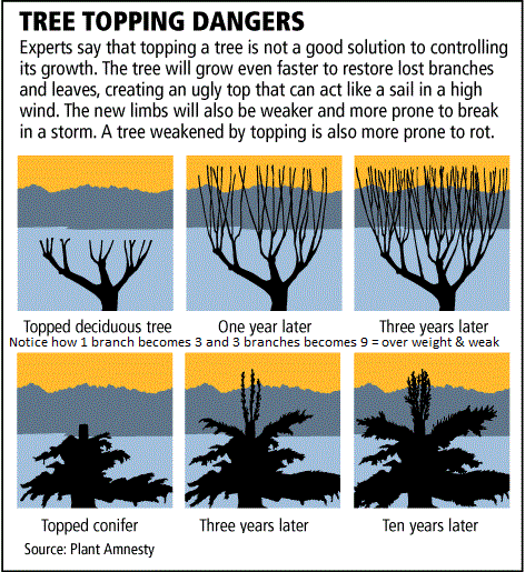 Bend Oregon Tree care