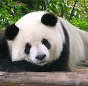 Panda.jpg