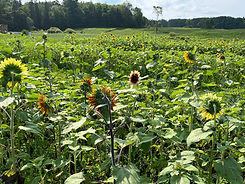 Sunflowers in a field