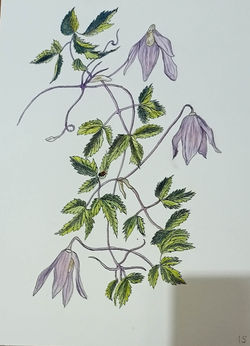 fleurs de redouté cours du mercredi soir