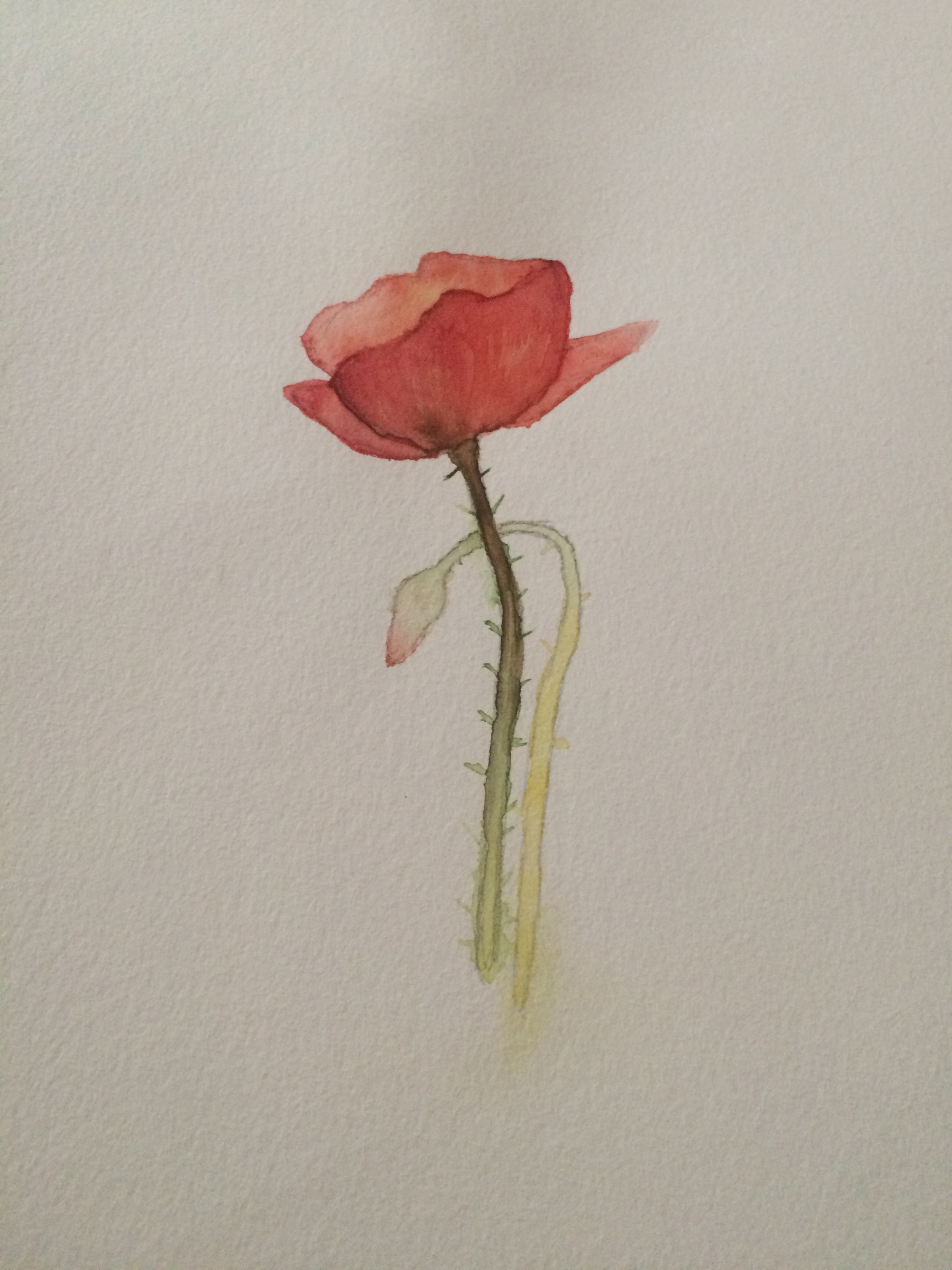 coquelicot