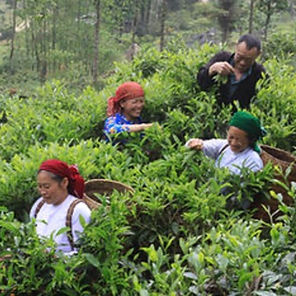 Human Rights Issues Within the Tea Farming Sector