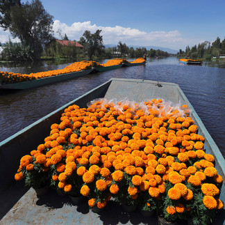 DAY OF THE DEAD TRAJINERA