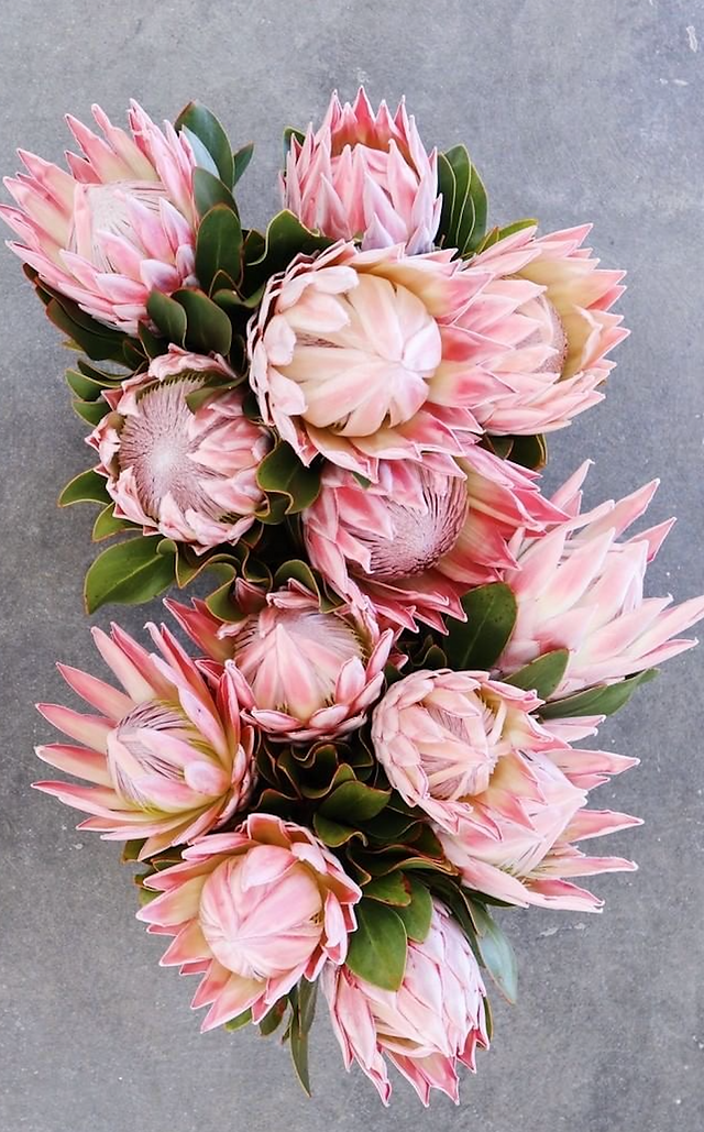 protea flowers