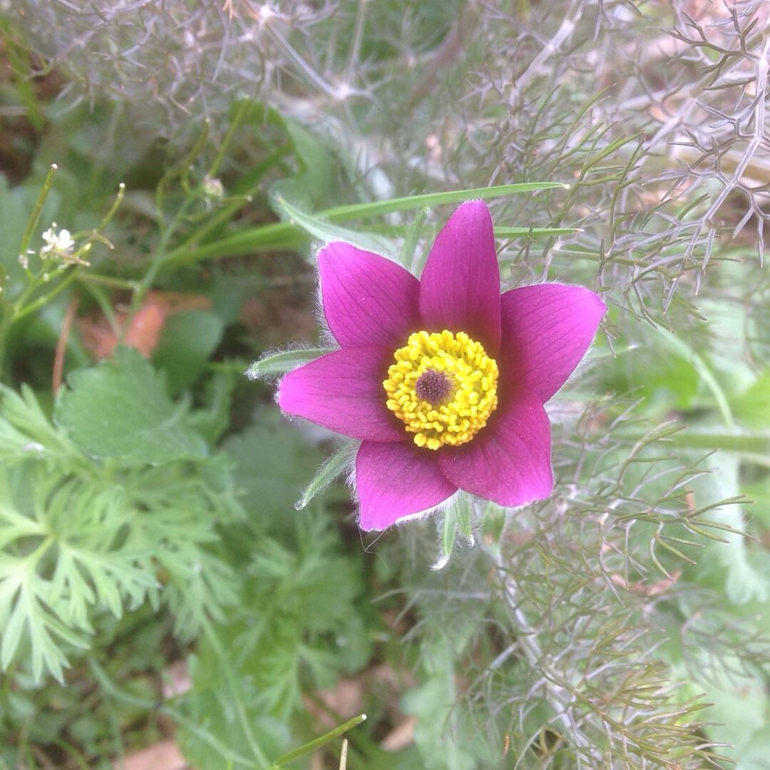 Herbalist, Herbal medicine, Bristol Hedgeroe Apothecary,