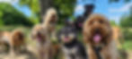 A pack of cute and happy dog friends of various breed, age and size are hanging out togeth