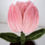 Thumbnail: Tulip Plush