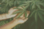 Leaves_edited.jpg