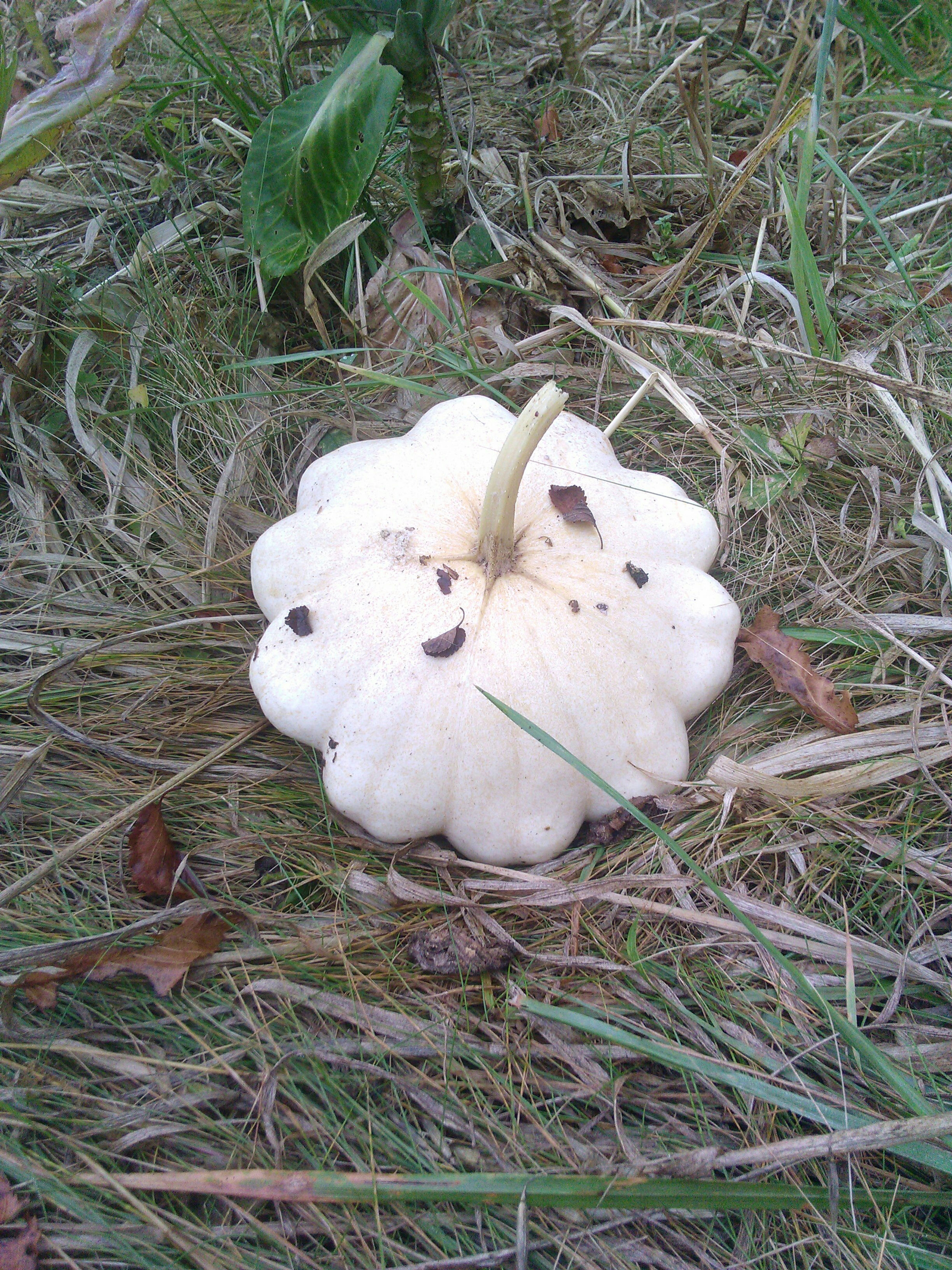 Pâtisson bio  env 1kg