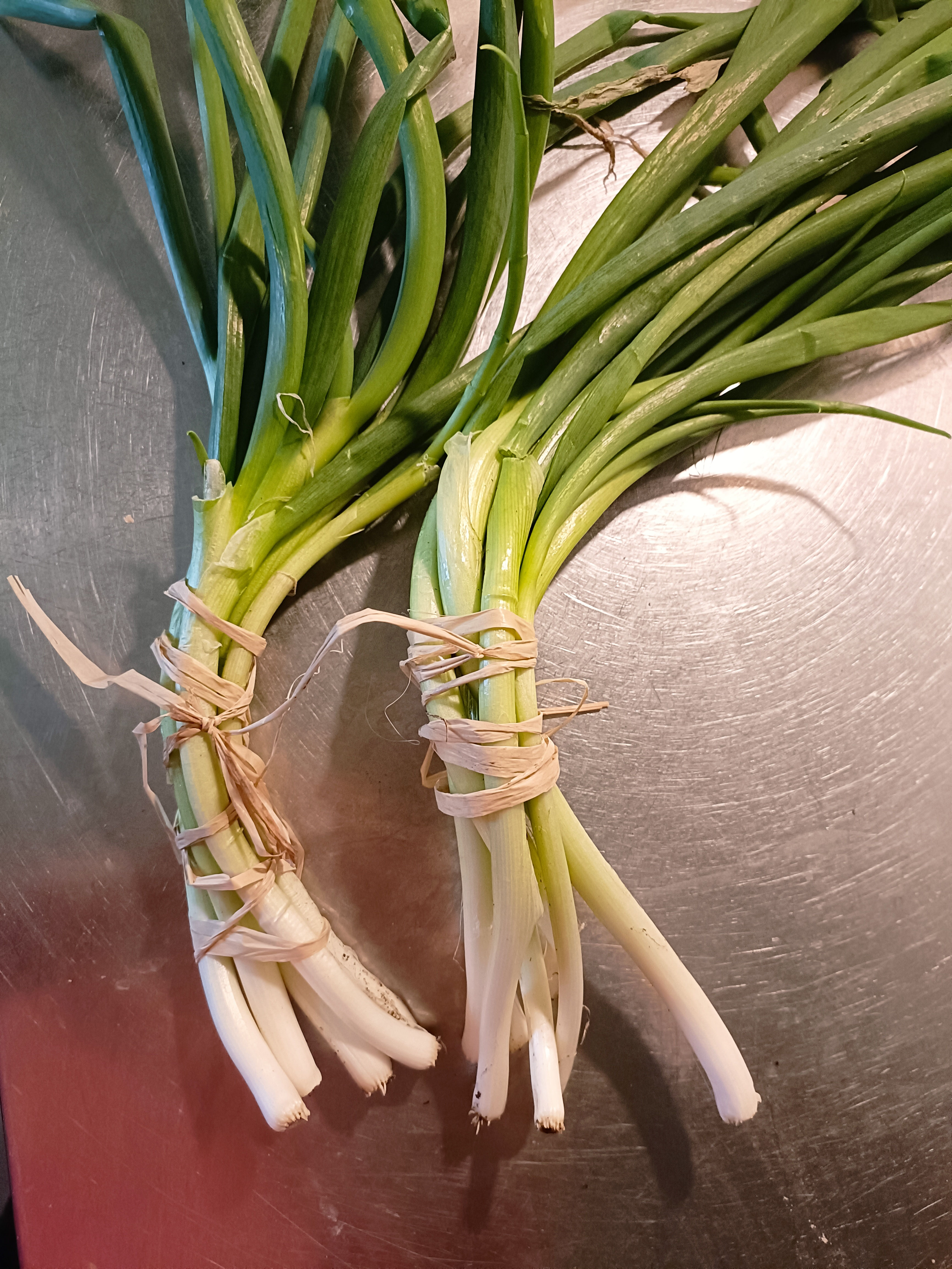 Botte d'oignons ciboule  bio