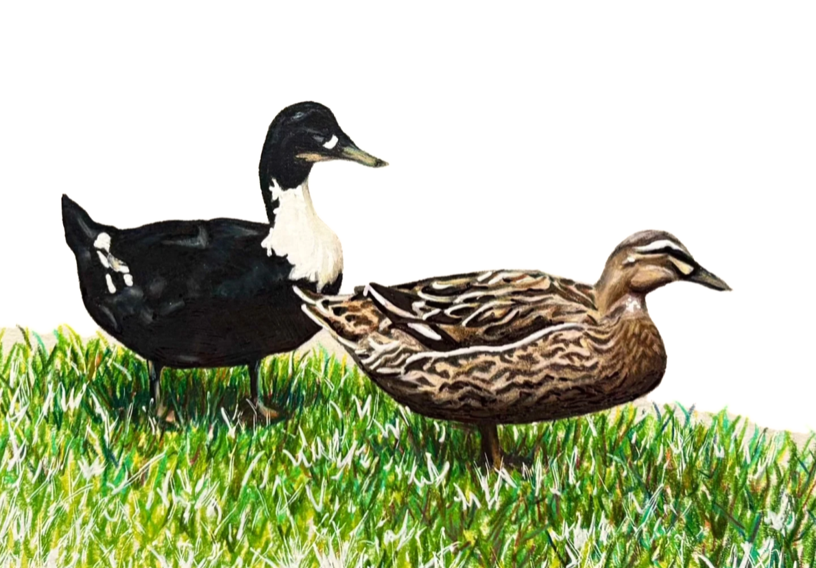 Duck Friends