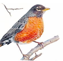 American Robin.png