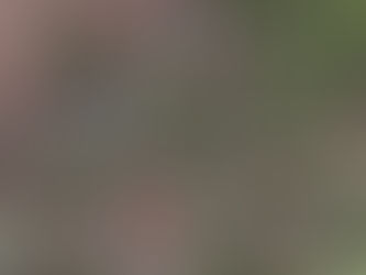 Foresight for the Forests