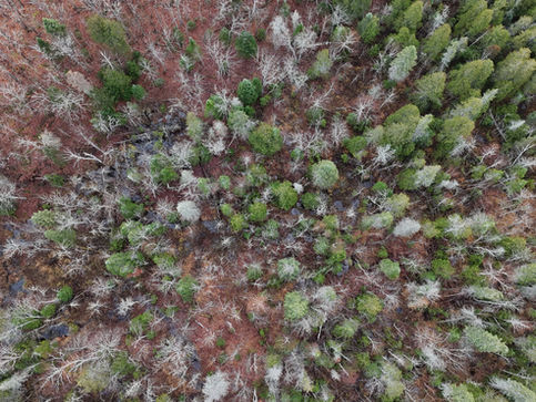 Foresight for the Forests