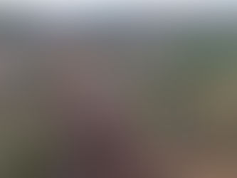 Mulligan Pines Preserve Protected